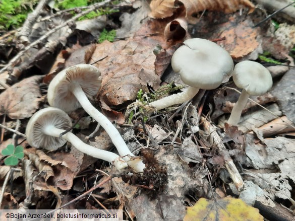 Entoloma rhodopolium f. nidorosum