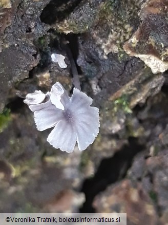 Mycena pseudocorticola