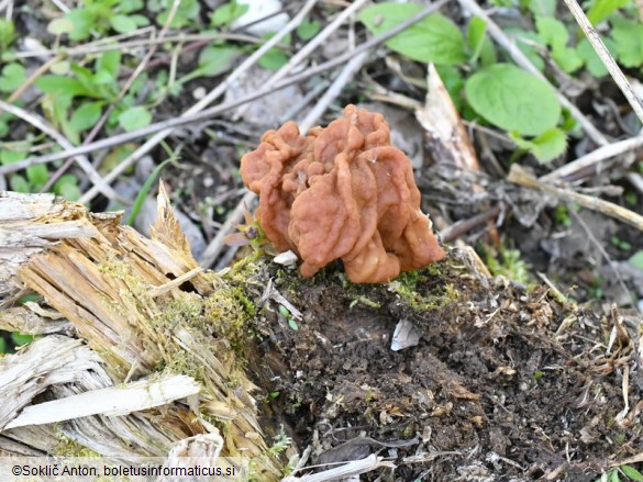 Gyromitra gigas