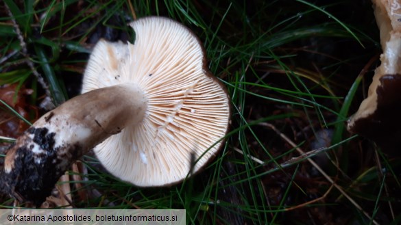 Lactarius picinus