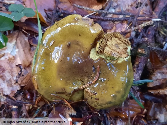 Cortinarius atrovirens