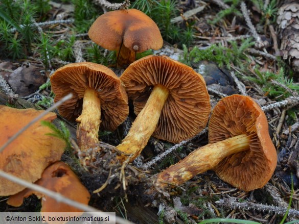 Cortinarius limonius