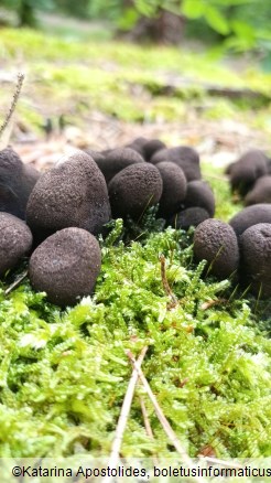 Xylaria polymorpha