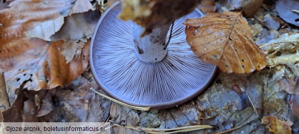 Lepista nuda