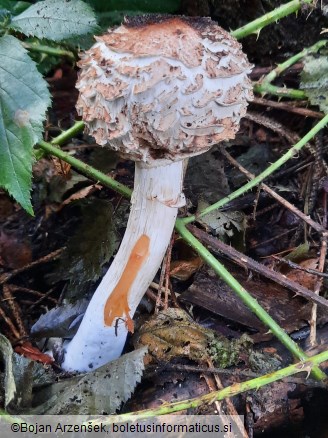 Chlorophyllum rhacodes