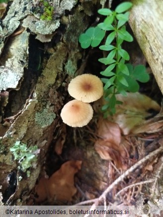 Marasmius torquescens