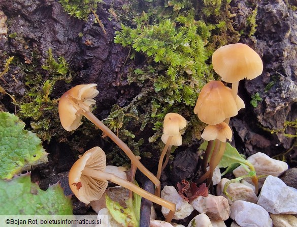 Atheniella leptophylla