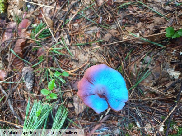 Cortinarius rubellus