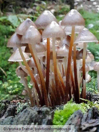 Mycena crocata