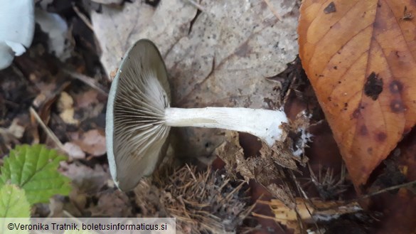 Clitocybe odora