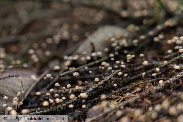 Gymnopus androsaceus