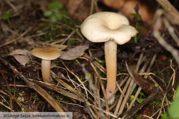 Clitocybe agrestis