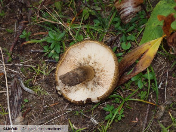 Lactarius turpis