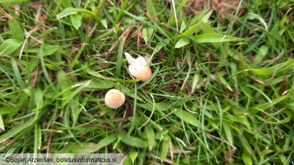 Conocybe apala