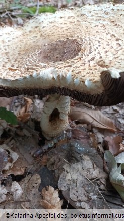 Agaricus augustus