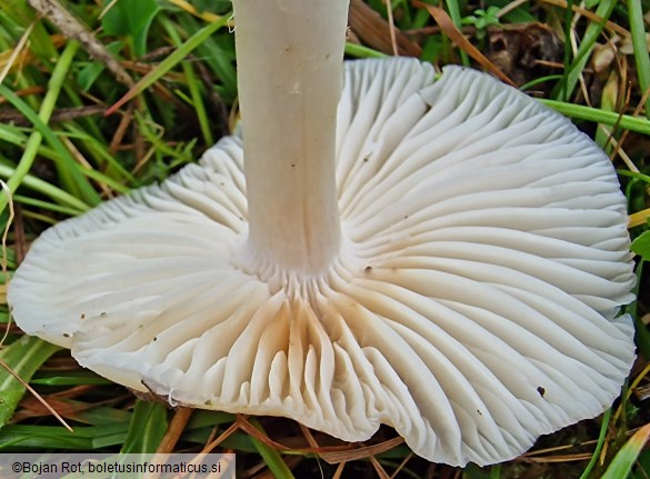 Cuphophyllus fornicatus