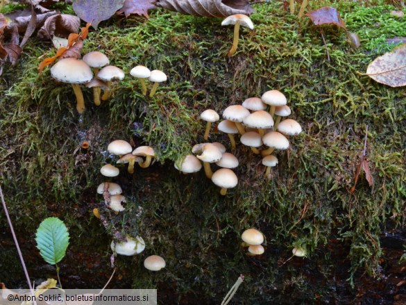 Hypholoma fasciculare var. pusillum