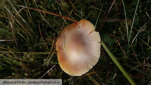 Hygrocybe punicea