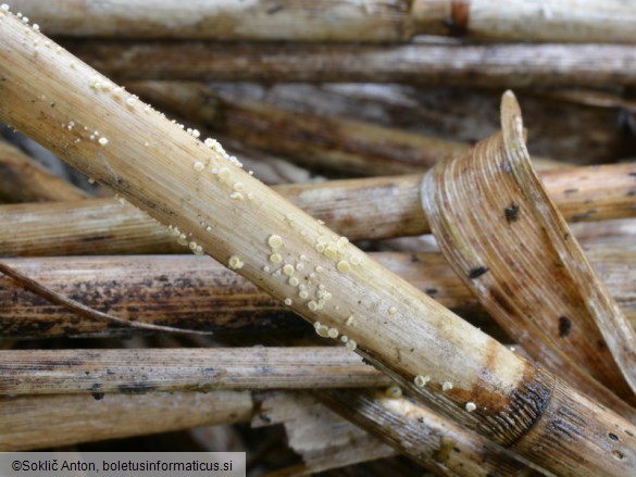 Albotricha acutipila