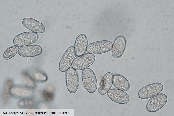Erysiphe australiana