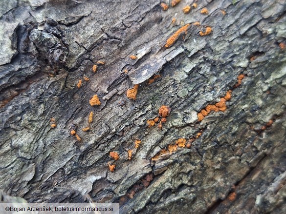 Cryphonectria parasitica