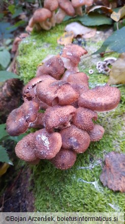 Armillaria ostoyae