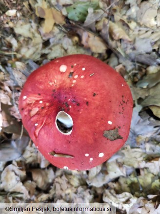 Russula paludosa