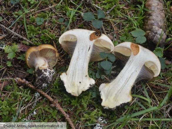 Cortinarius elegantior