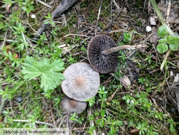 Panaeolus reticulatus