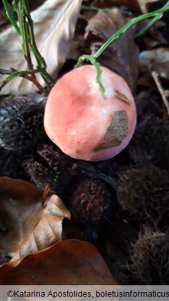 Russula emetica