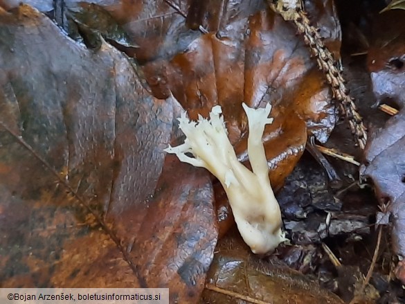 Clavulina coralloides