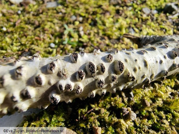 Diatrypella favacea