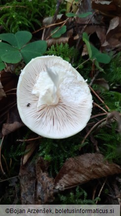 Agaricus sylvicola