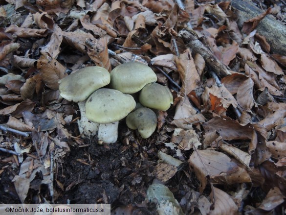 Tricholoma saponaceum var. squamosum