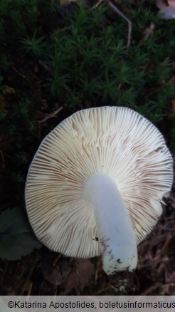 Russula grisea