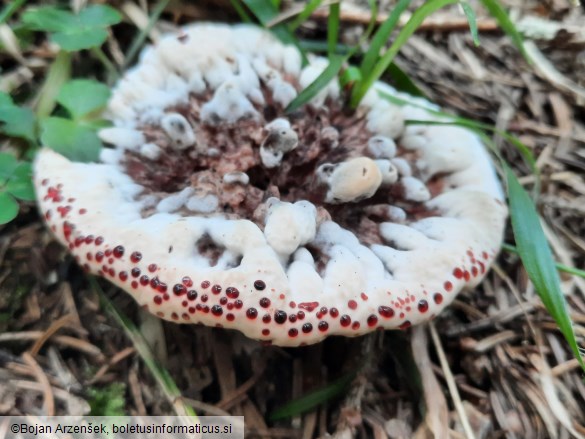 Hydnellum peckii