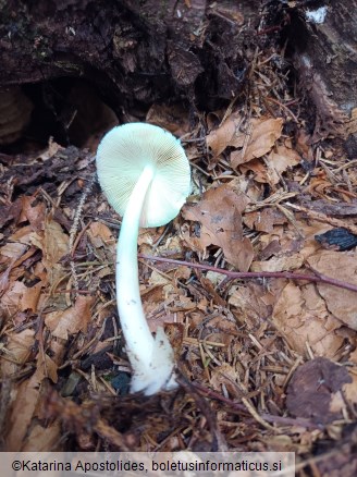 Volvariella murinella