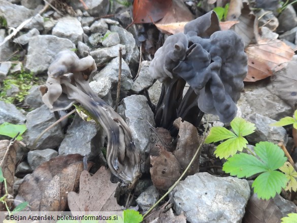 Helvella lacunosa