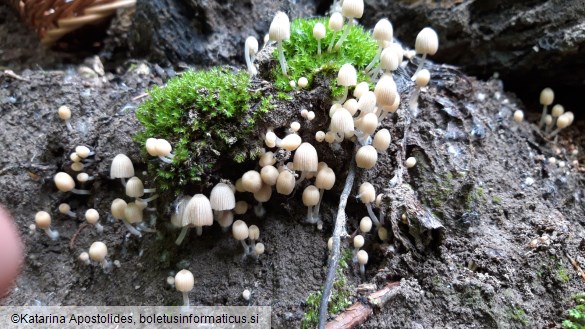 Coprinellus disseminatus