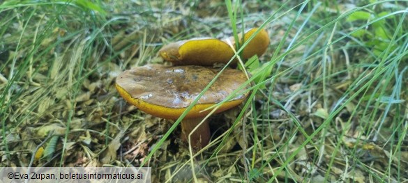 Neoboletus xanthopus