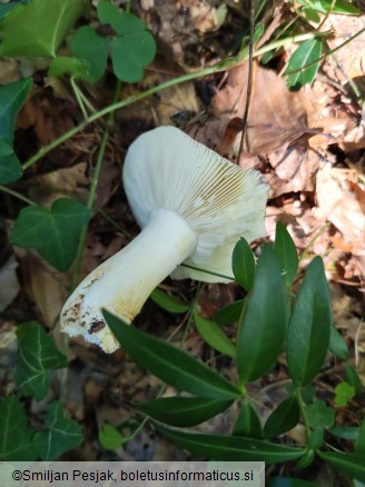 Russula atropurpurea