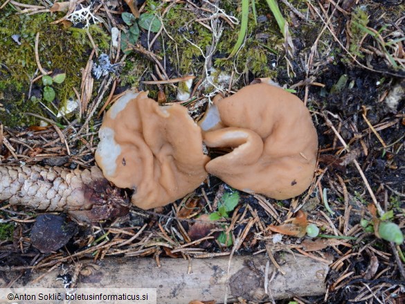 Gyromitra leucoxantha