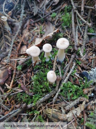 Infundibulicybe gibba