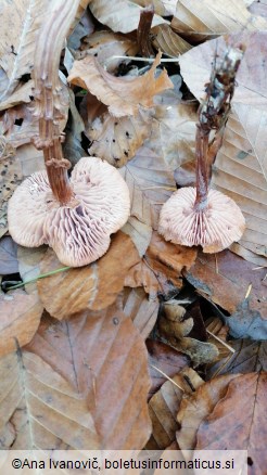 Laccaria proxima