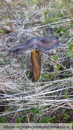 Hygrocybe cinereifolia