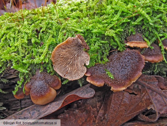 Lentinellus ursinus