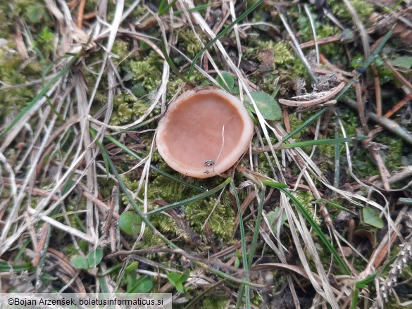 Gyromitra leucoxantha