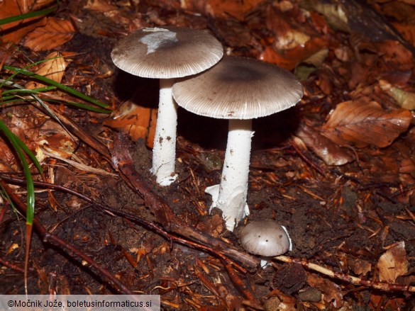 Amanita mairei