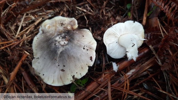 Tricholoma viridilutescens