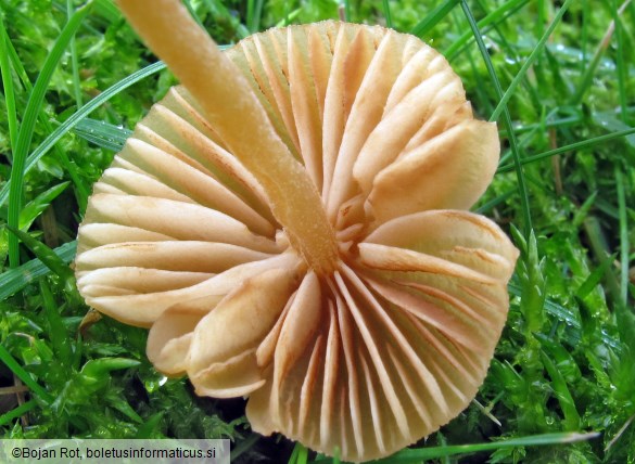 Galerina clavata